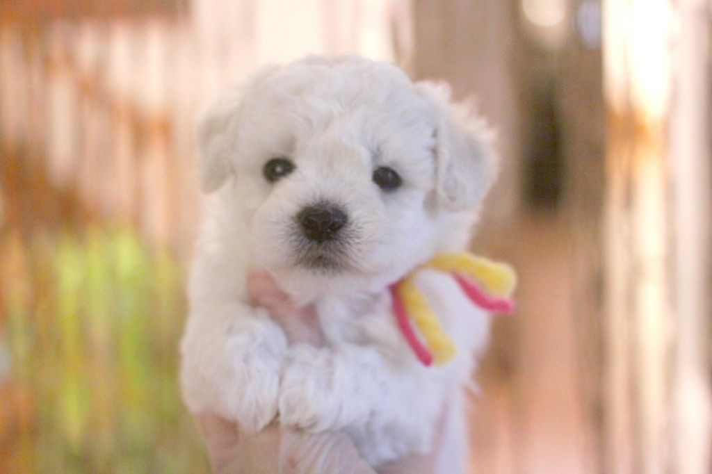 de la Felhotte - Chiots disponibles - Bichon Frise