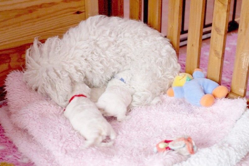 de la Felhotte - Bichon Frise - Portée née le 27/07/2025