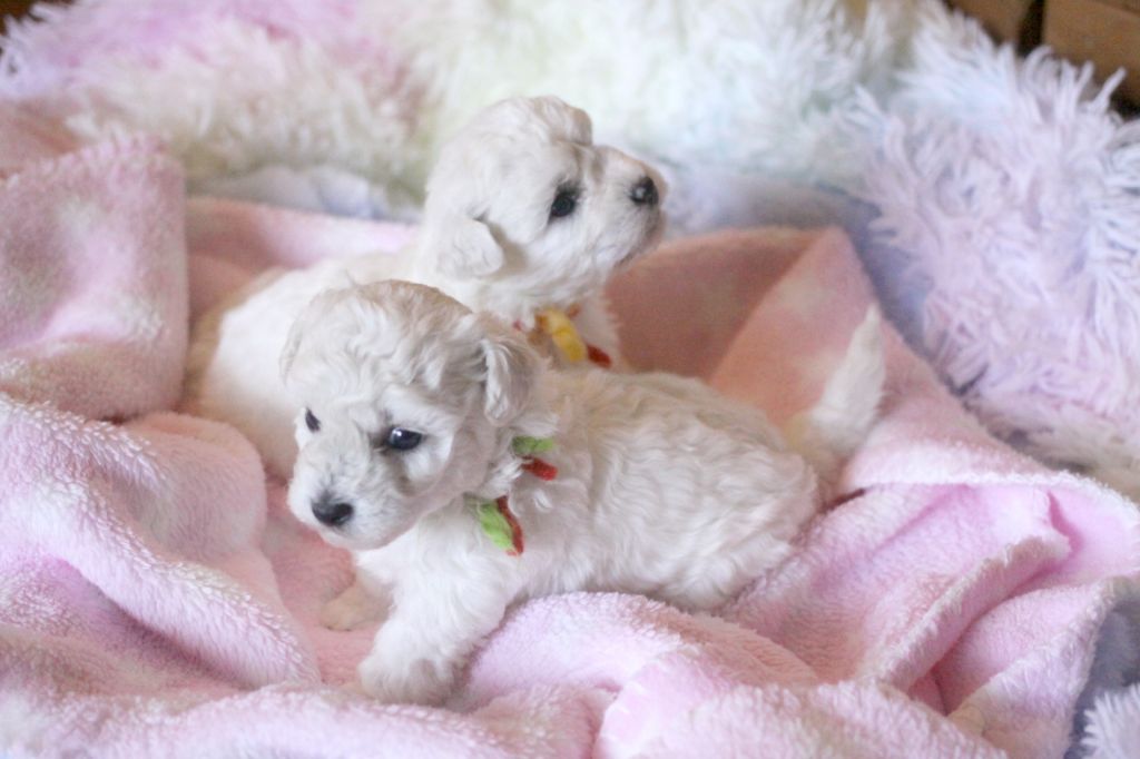 Puppy Bichon Frise de la Felhotte