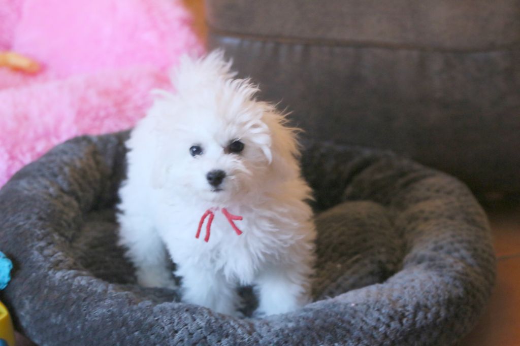Chiot Bichon Frise de la Felhotte
