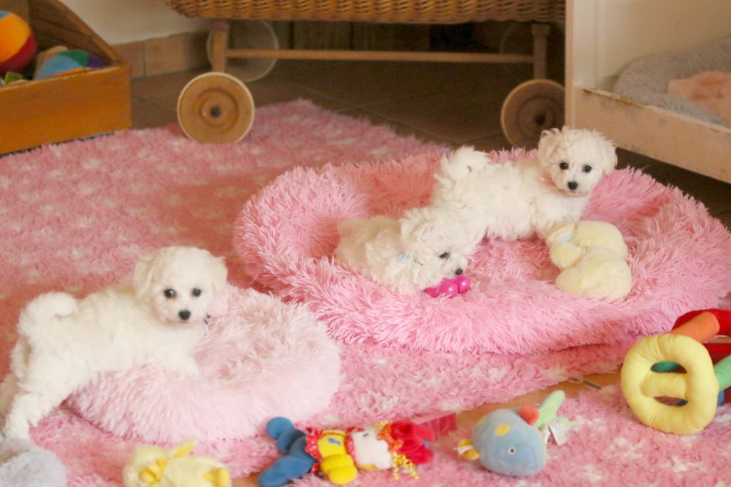 de la Felhotte - Chiots disponibles - Bichon Frise