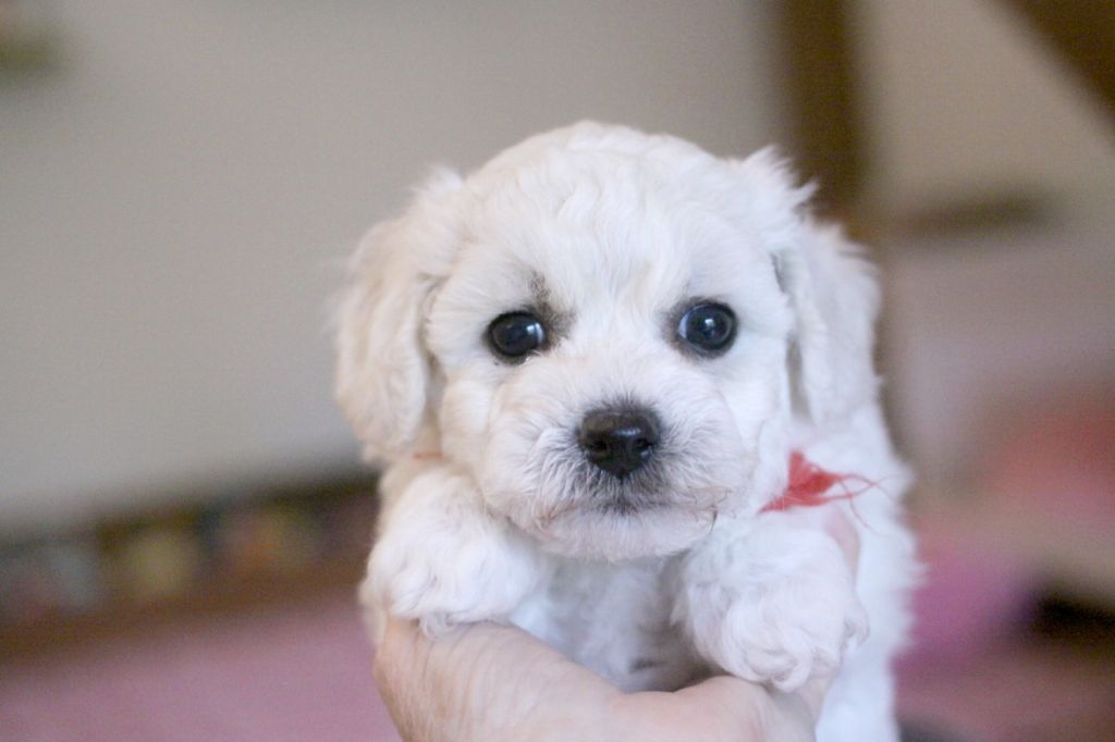 de la Felhotte - Chiots disponibles - Bichon Frise