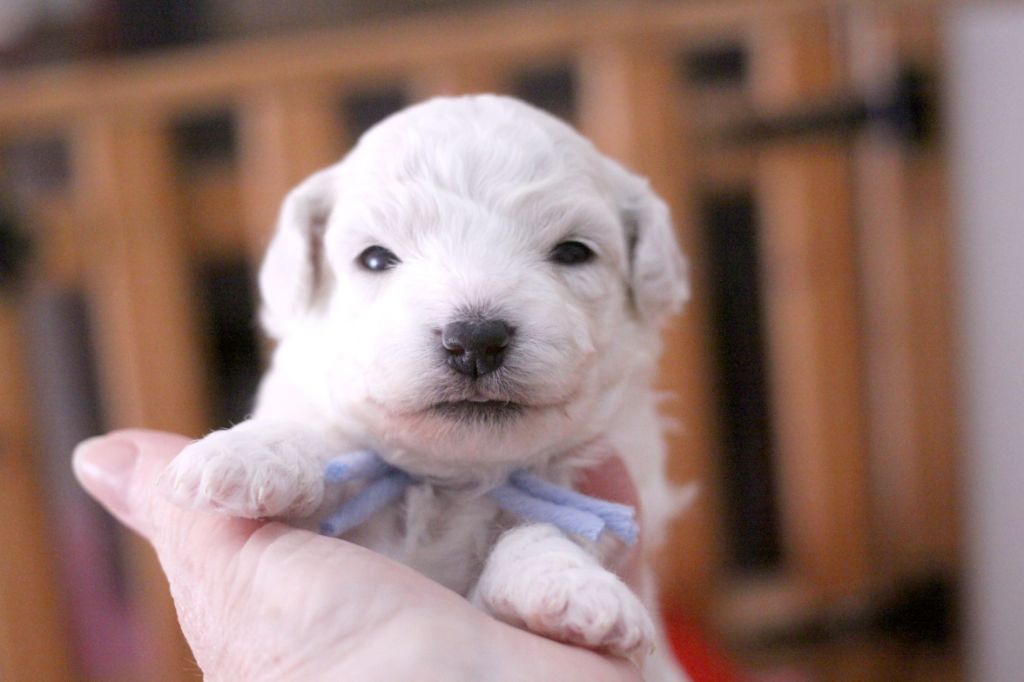 de la Felhotte - Chiots disponibles - Bichon Frise