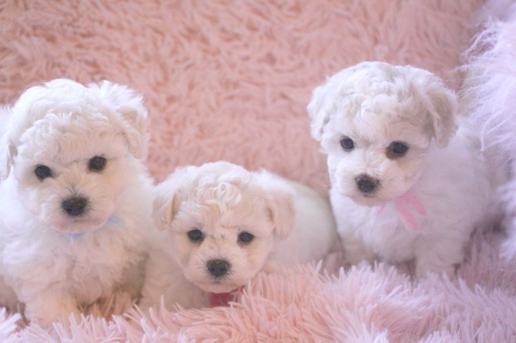 Chiot Bichon Frise de la Felhotte