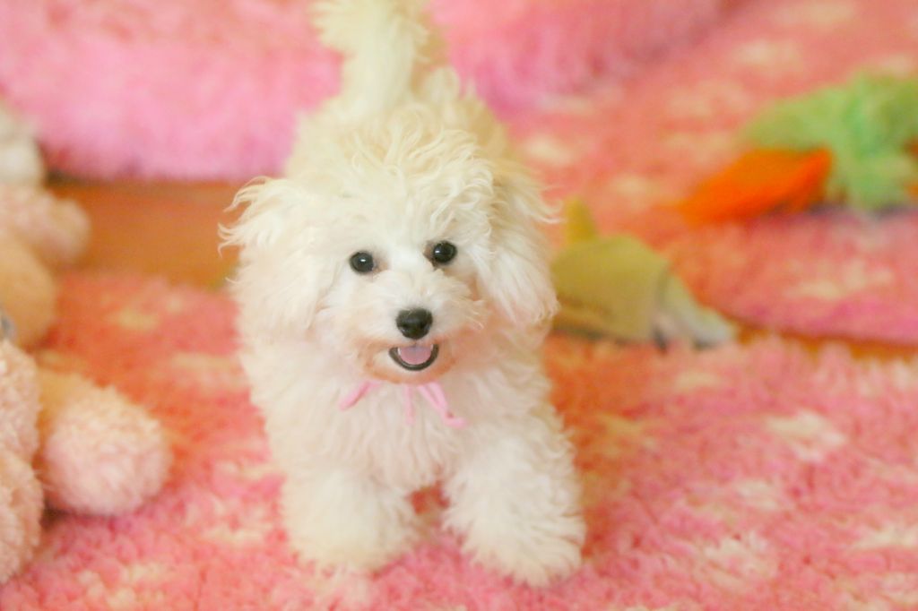 de la Felhotte - Chiots disponibles - Bichon Frise