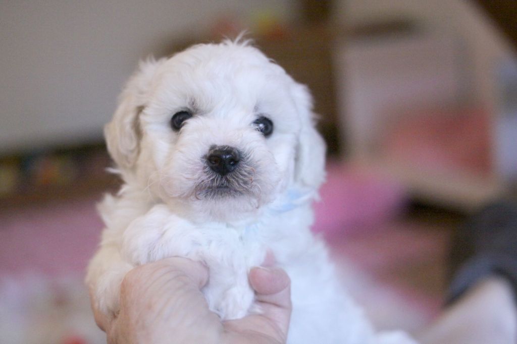 de la Felhotte - Chiots disponibles - Bichon Frise