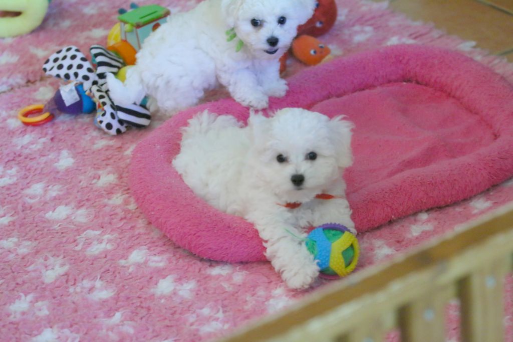de la Felhotte - Chiots disponibles - Bichon Frise