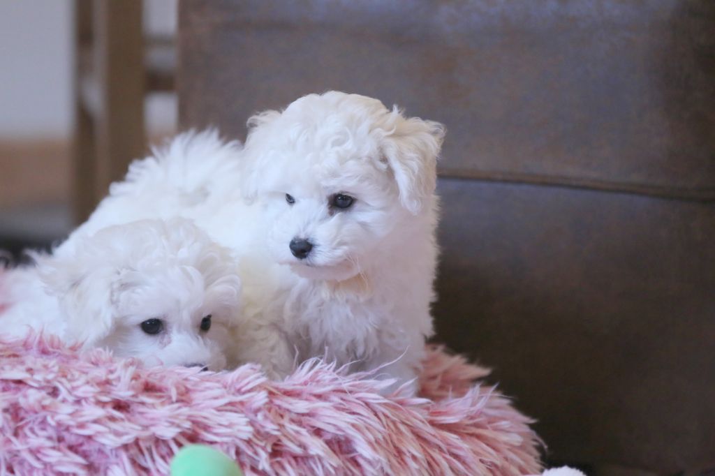 Chiot Bichon Frise de la Felhotte