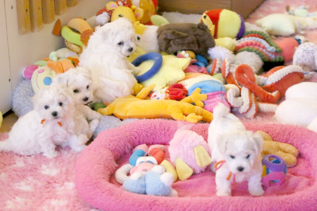 Chiot Bichon Frise de la Felhotte