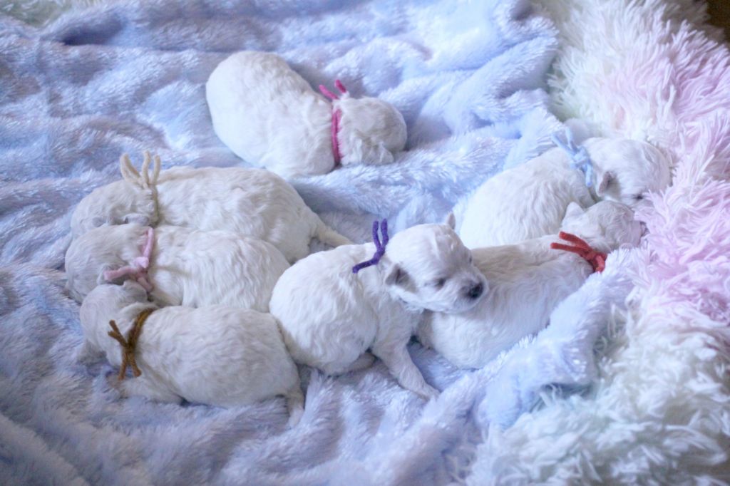 de la Felhotte - Bichon Frise - Portée née le 18/07/2025