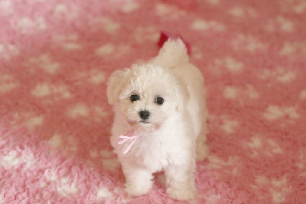 de la Felhotte - Chiots disponibles - Bichon Frise
