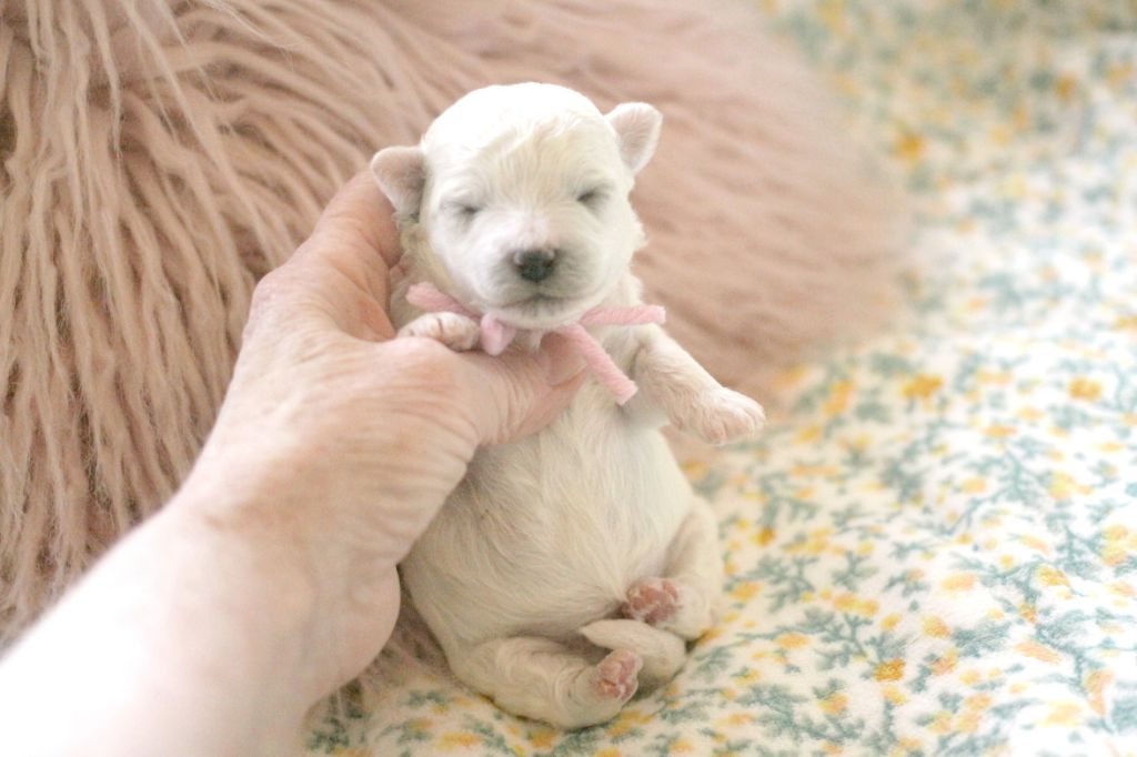 de la Felhotte - Chiots disponibles - Bichon Frise