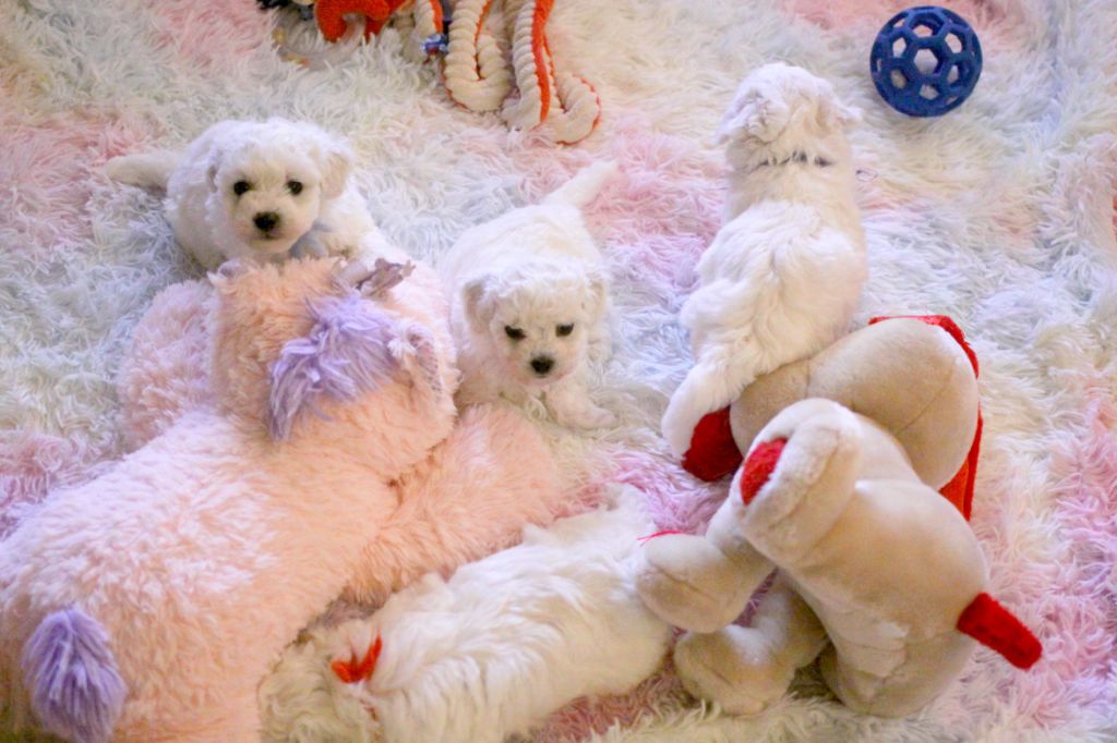 de la Felhotte - Bichon Frise - Portée née le 14/06/2025