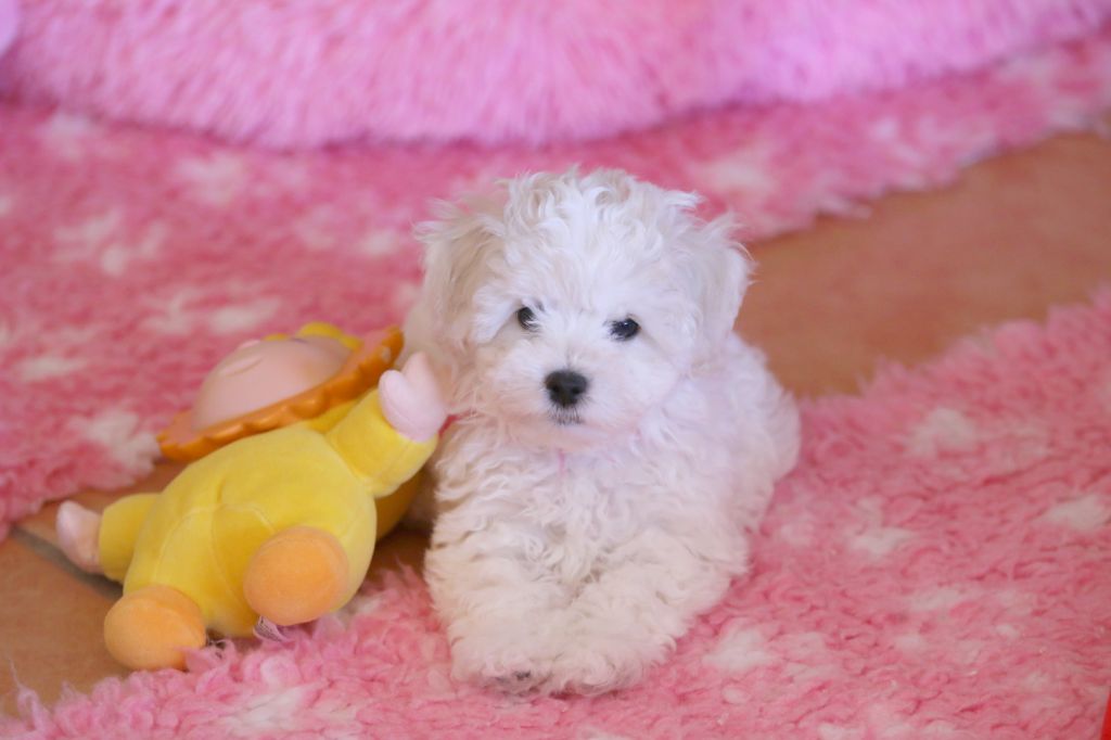 Chiot Bichon Frise de la Felhotte