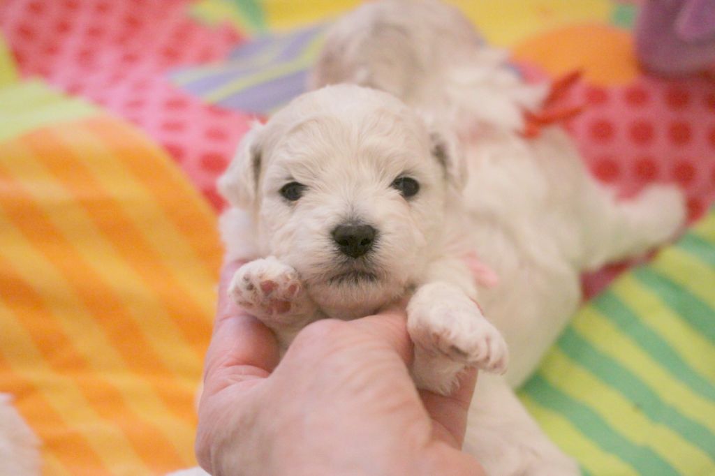 de la Felhotte - Chiots disponibles - Bichon Frise